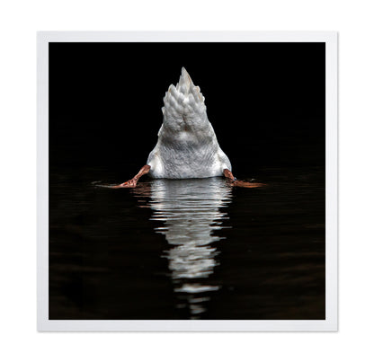 Duck Diving Under Water