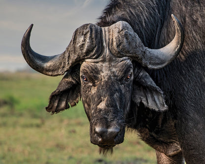 African Buffalo Portrait