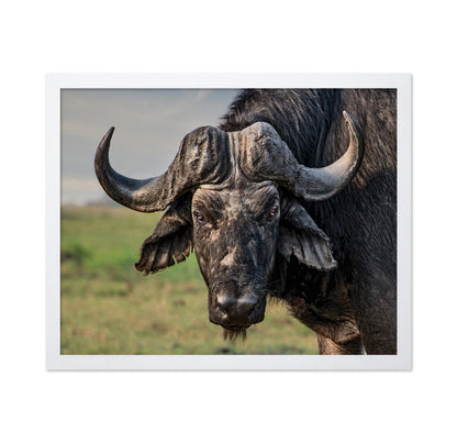 African Buffalo Portrait
