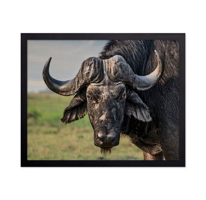 African Buffalo Portrait