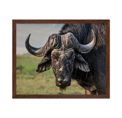 African Buffalo Portrait
