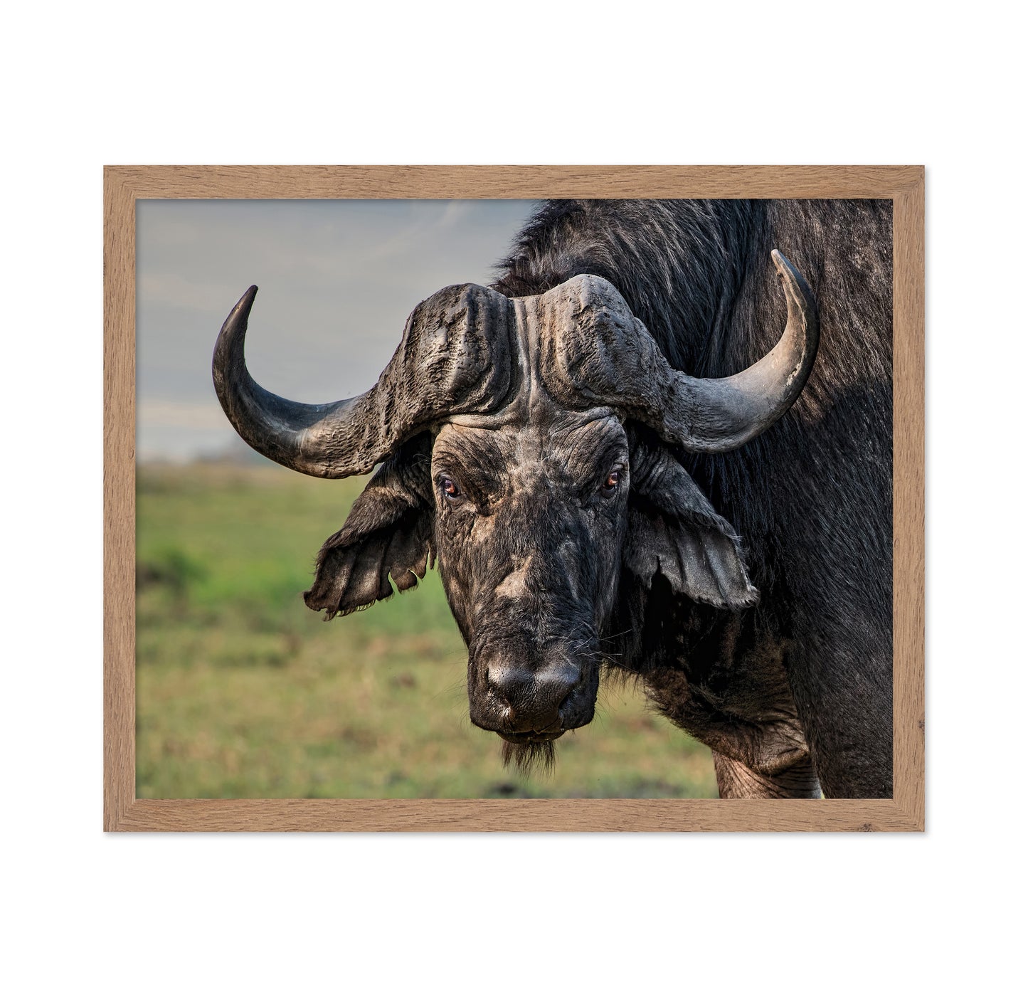 African Buffalo Portrait