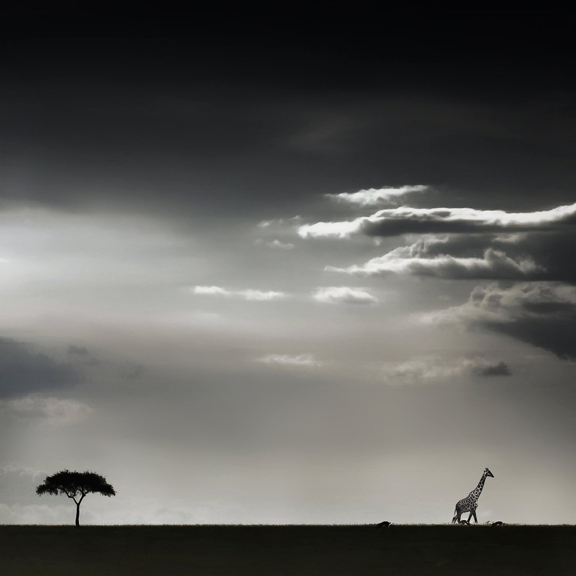 Giraffe Walking On Savannah