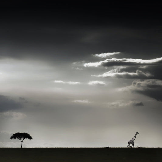 Giraffe Walking On Savannah