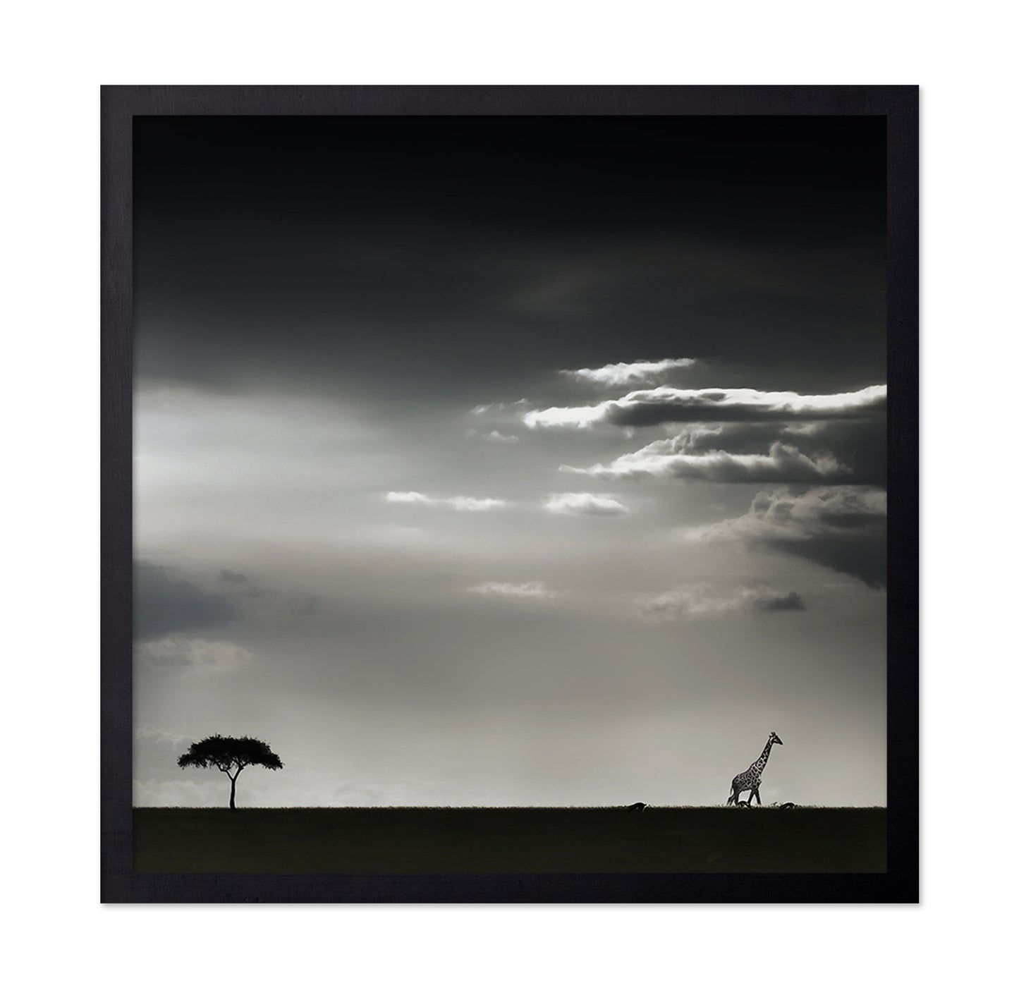 Giraffe Walking On Savannah