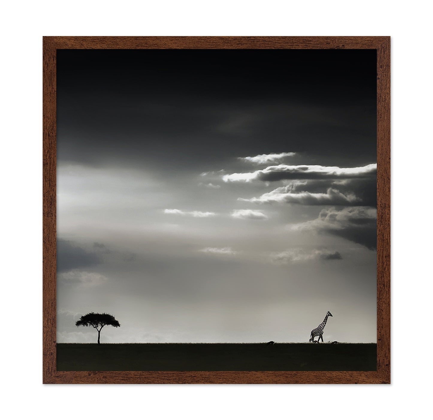 Giraffe Walking On Savannah