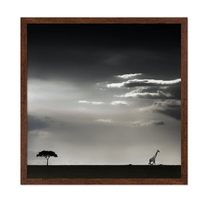 Giraffe Walking On Savannah