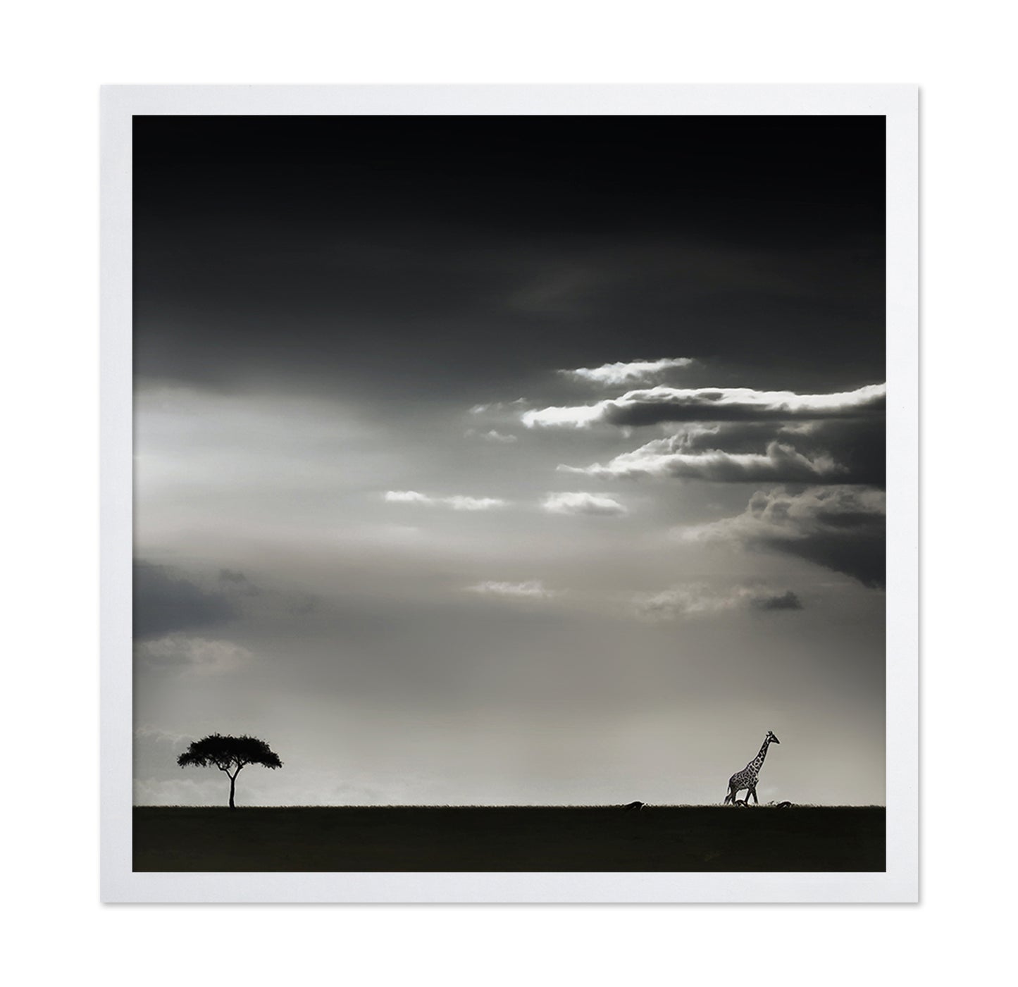 Giraffe Walking On Savannah
