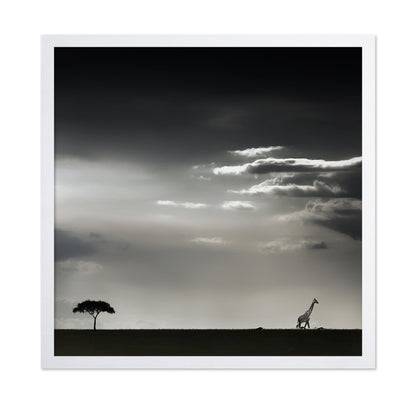 Giraffe Walking On Savannah