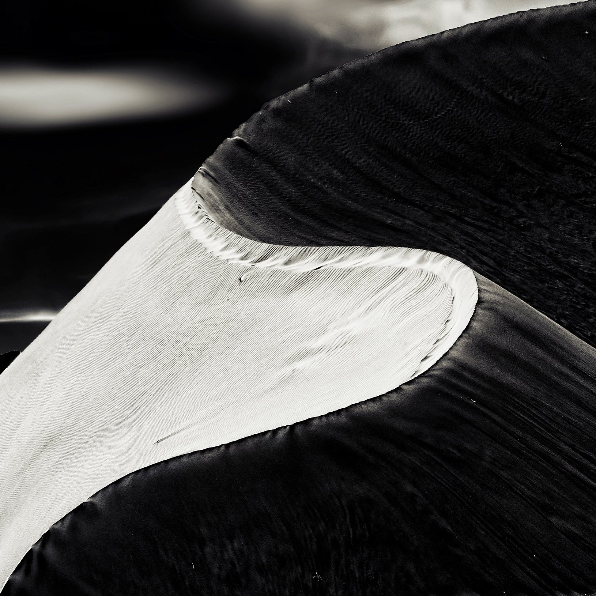 Black White Bird Wing