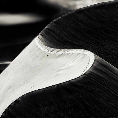 Black White Bird Wing