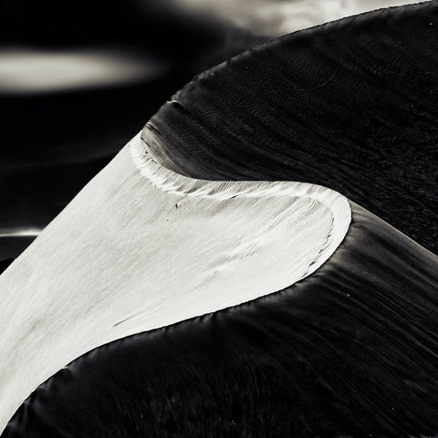 Black White Bird Wing