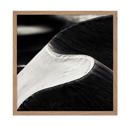 Black White Bird Wing