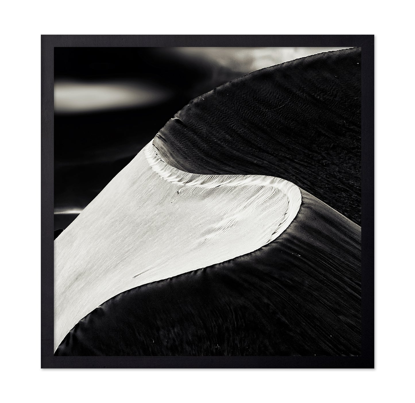 Black White Bird Wing