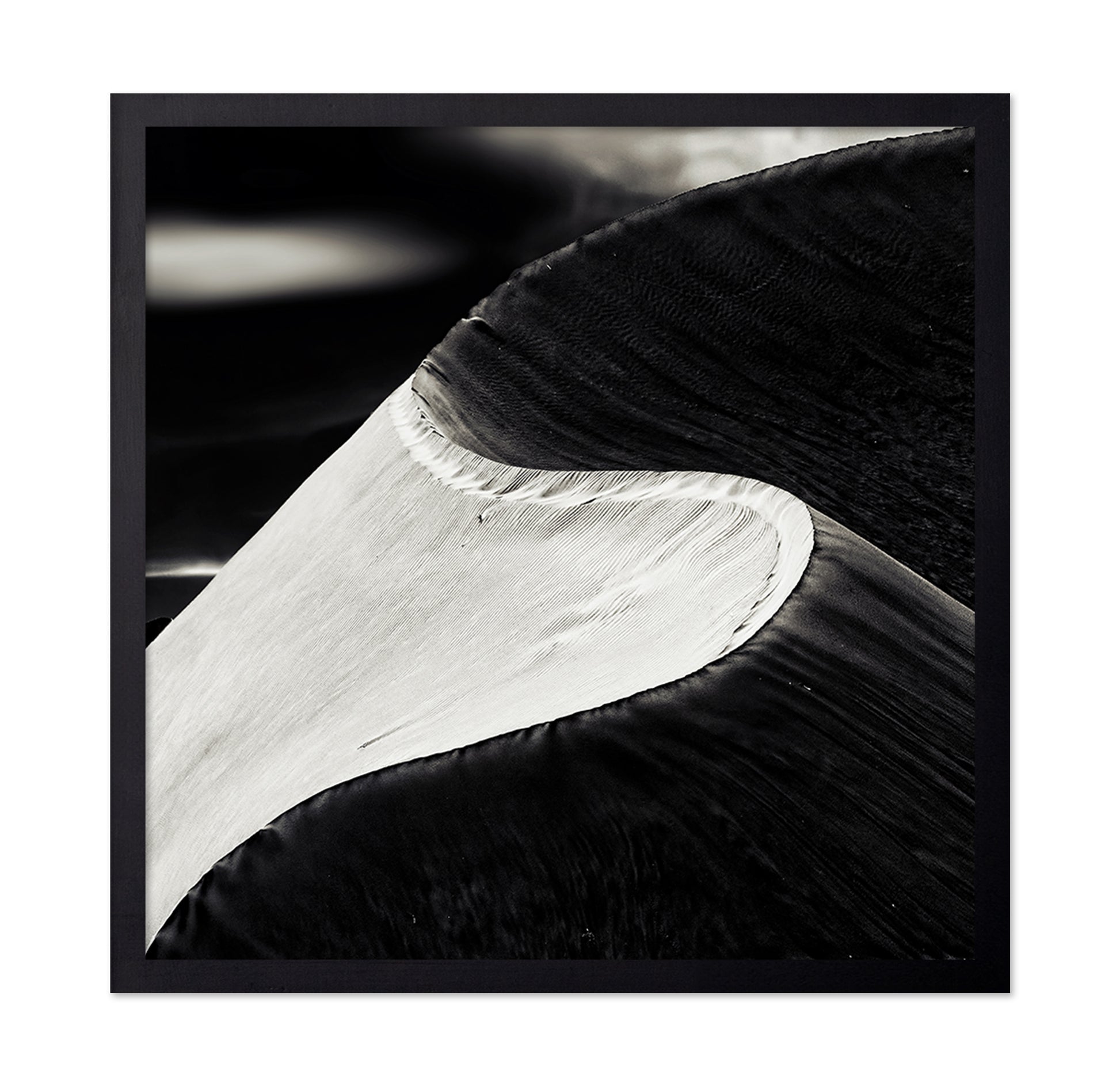 Black White Bird Wing