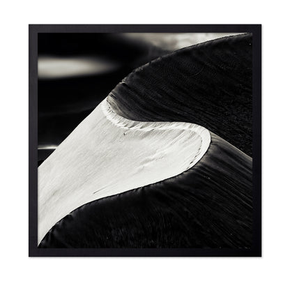 Black White Bird Wing