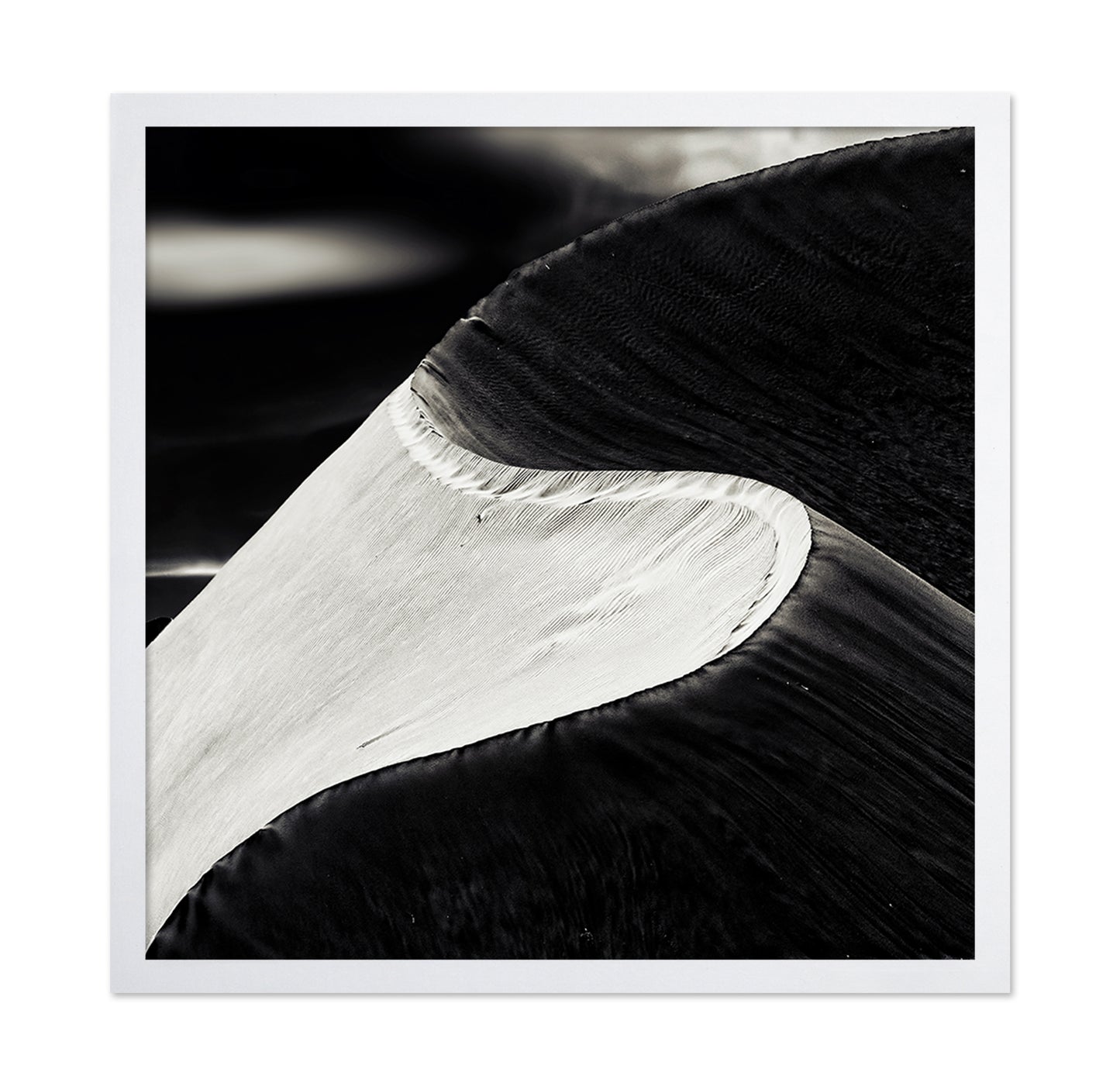Black White Bird Wing