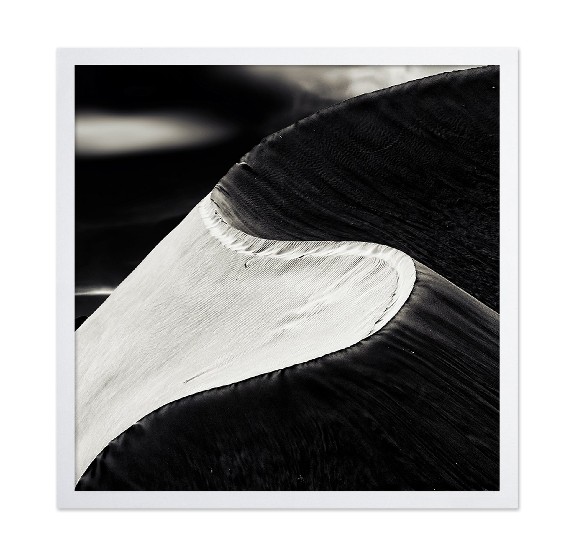 Black White Bird Wing