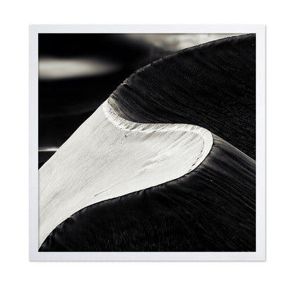Black White Bird Wing