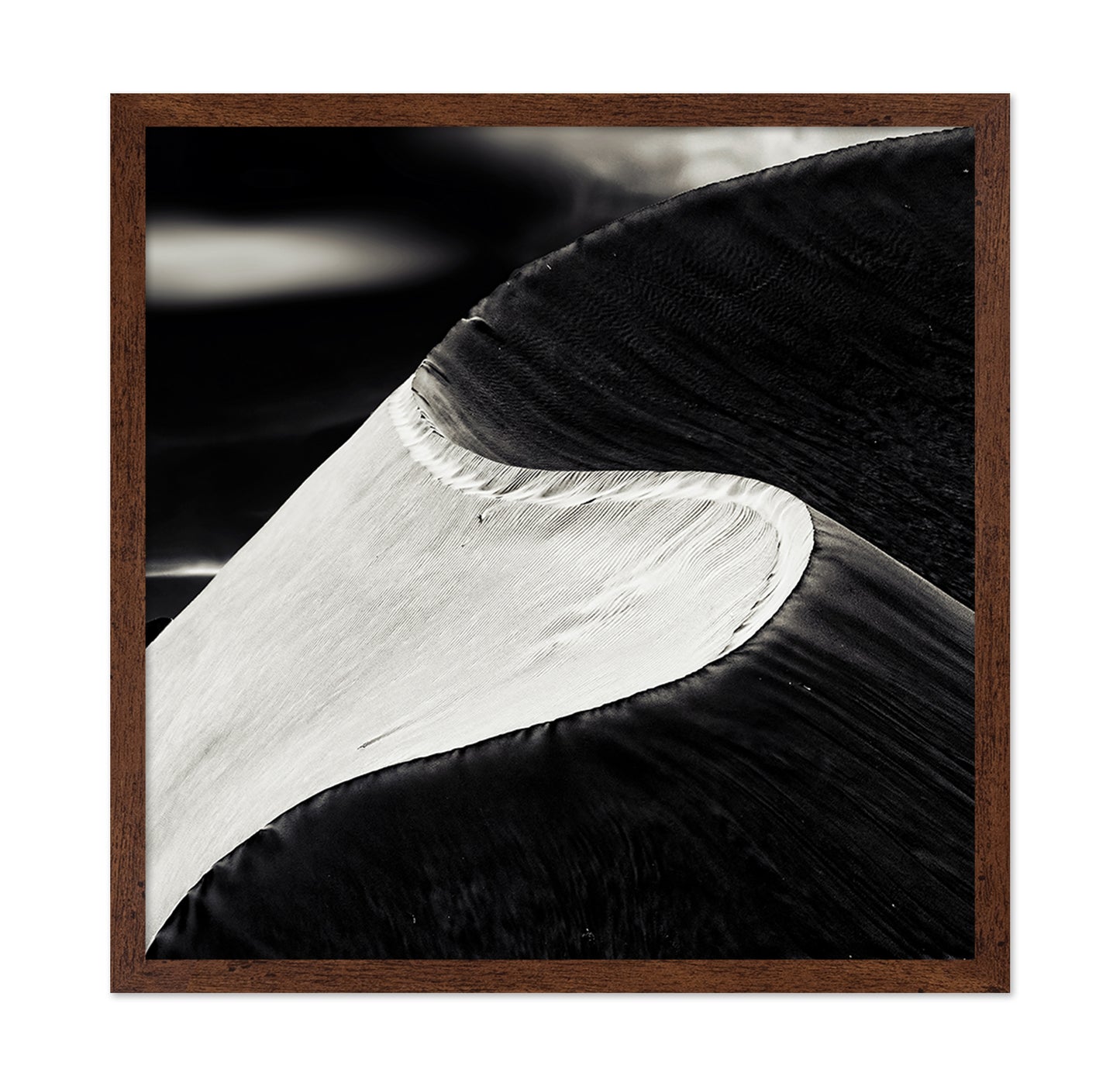 Black White Bird Wing