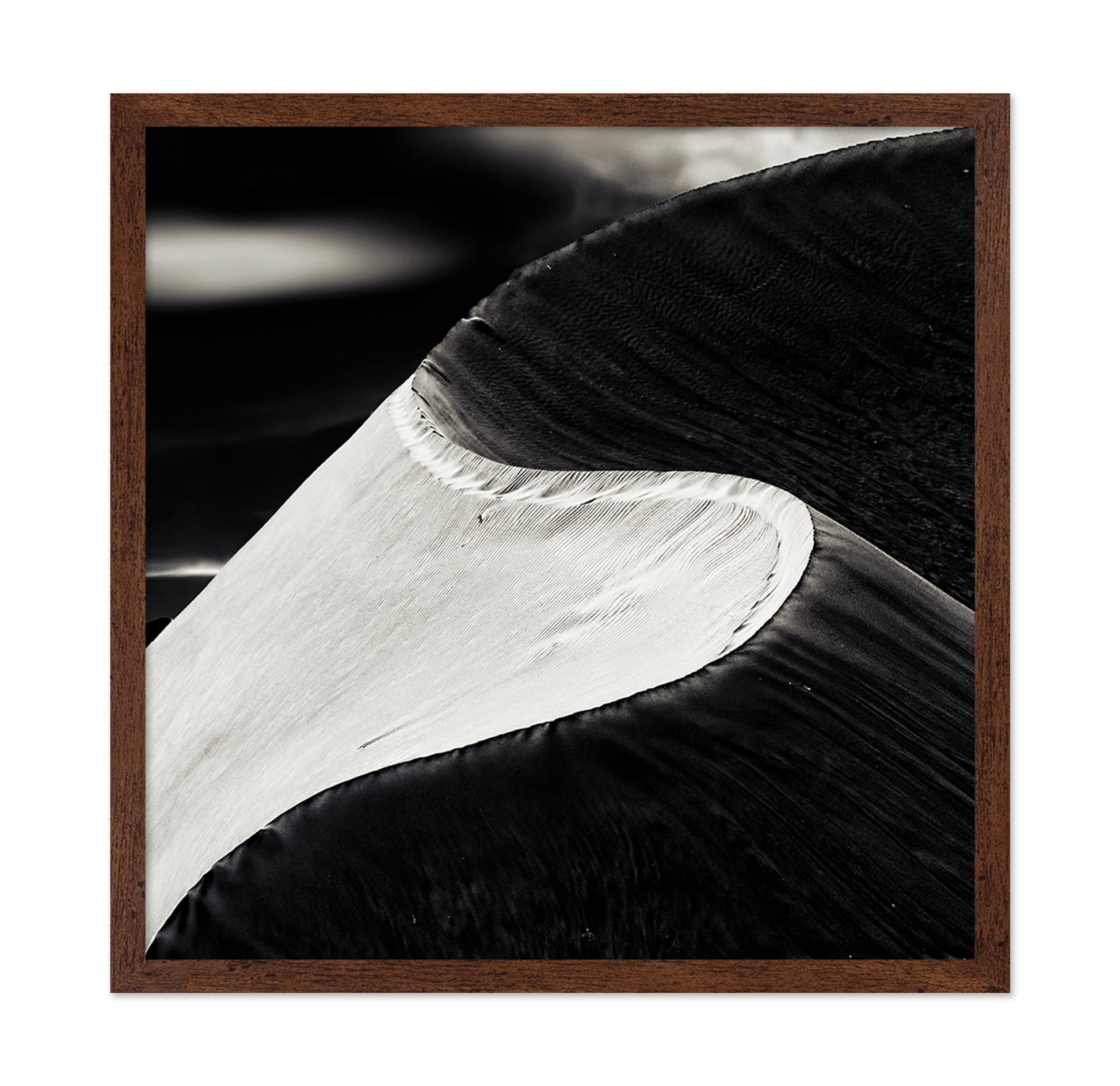 Black White Bird Wing