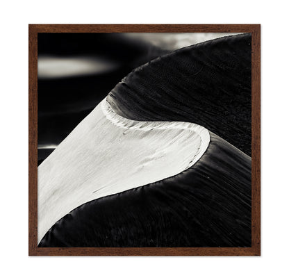 Black White Bird Wing