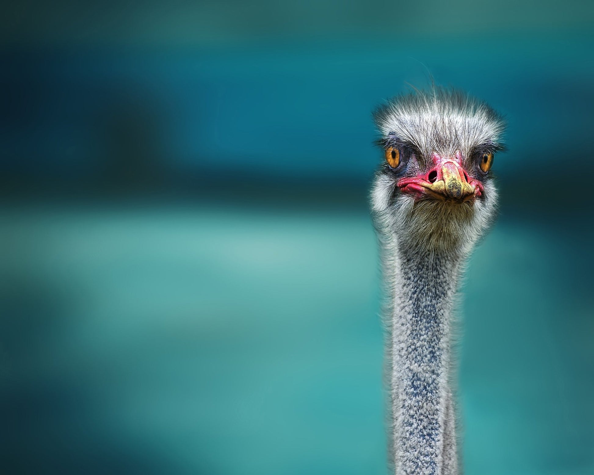 Ostrich Portrait Closeup