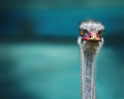 Ostrich Portrait Closeup