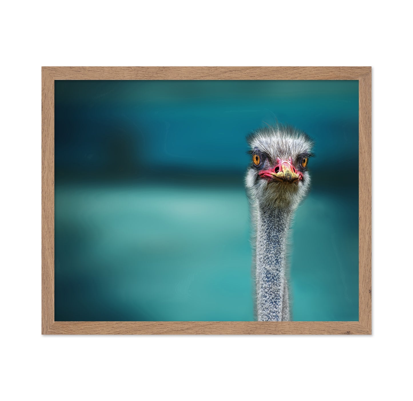 Ostrich Portrait Closeup