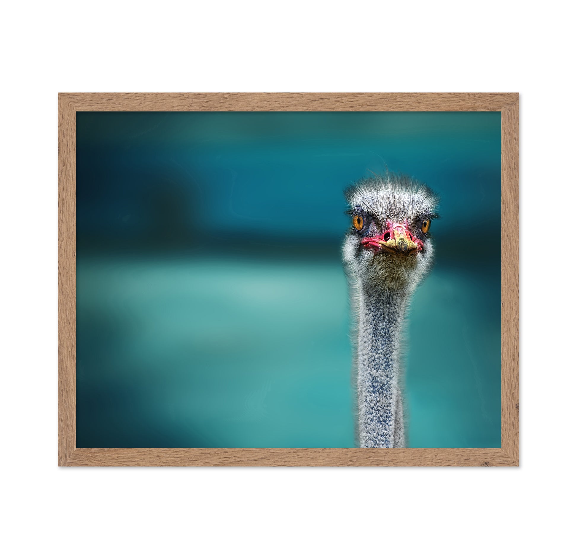 Ostrich Portrait Closeup