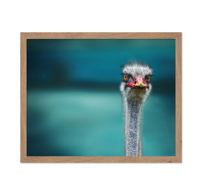 Ostrich Portrait Closeup