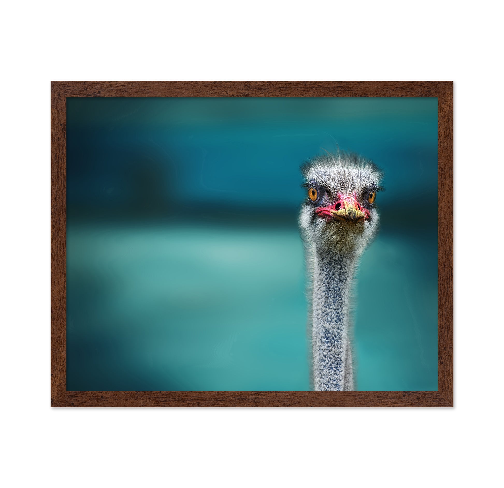 Ostrich Portrait Closeup