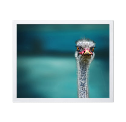 Ostrich Portrait Closeup