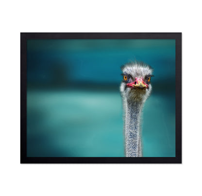 Ostrich Portrait Closeup