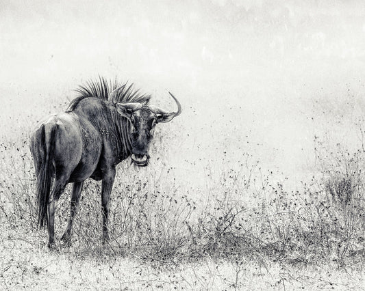 Wildebeest In Grass Field