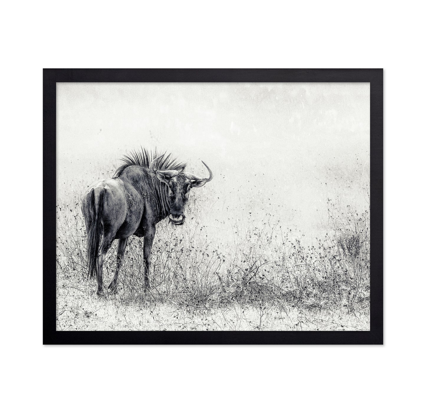 Wildebeest In Grass Field