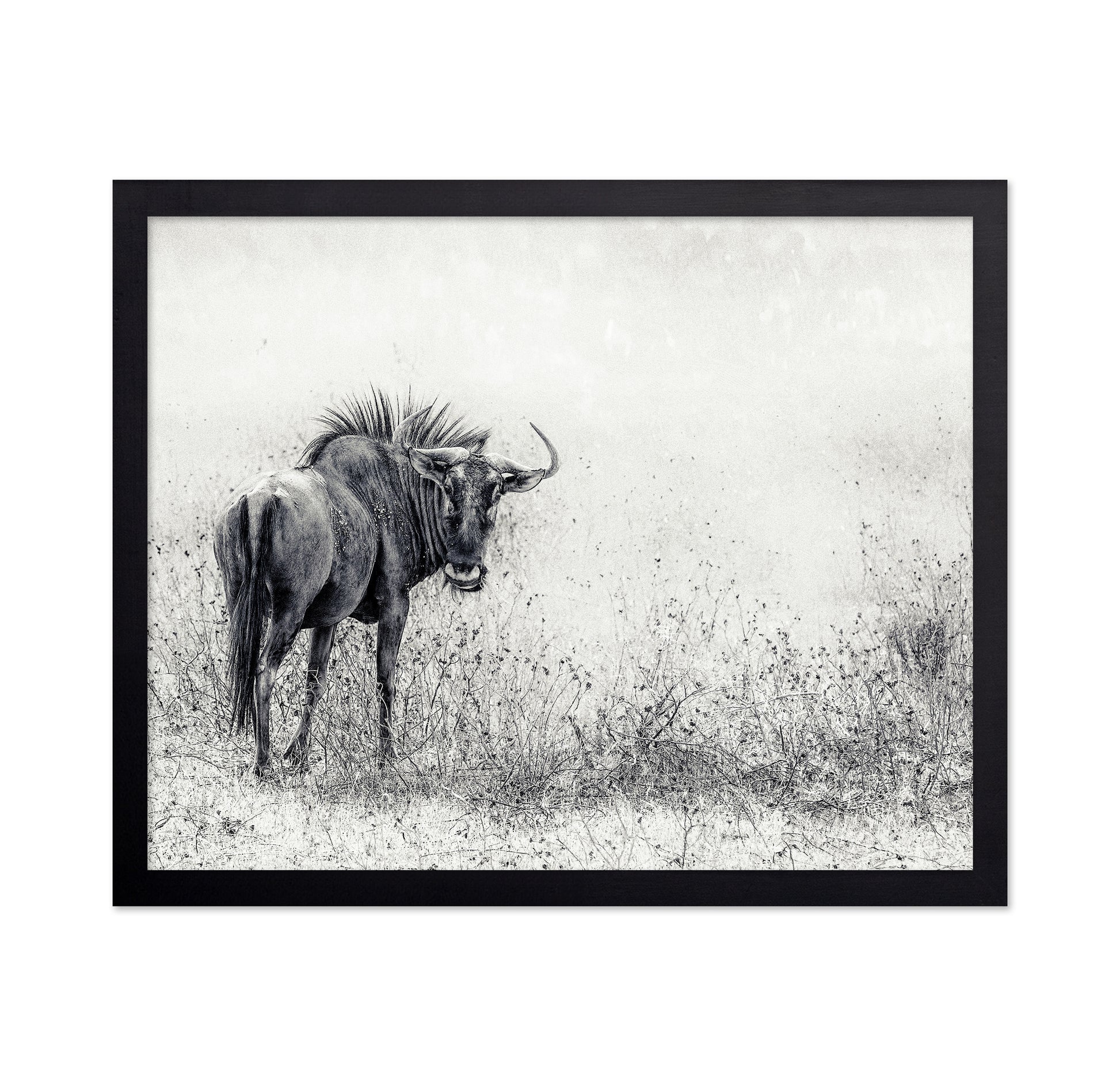 Wildebeest In Grass Field