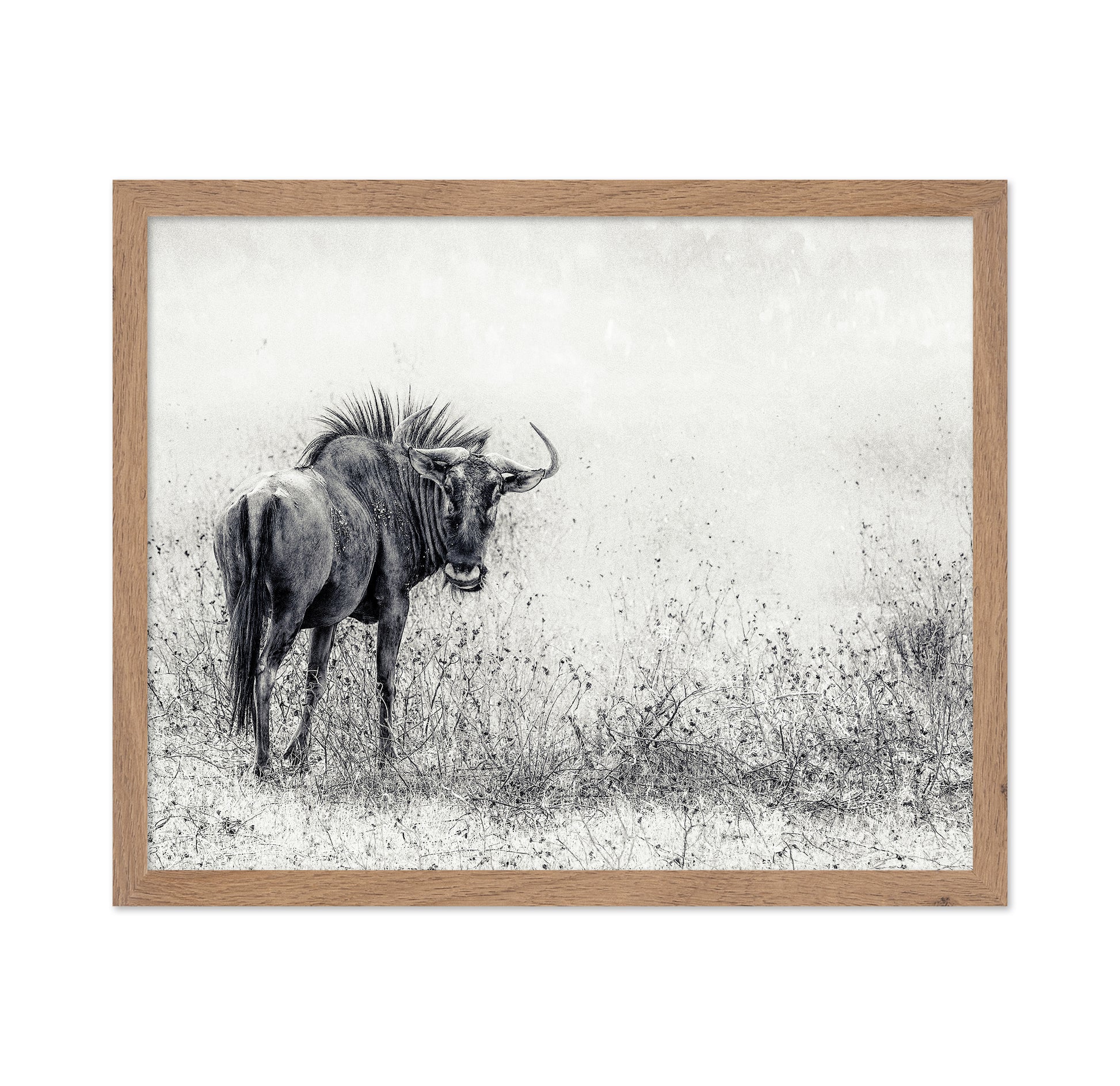 Wildebeest In Grass Field