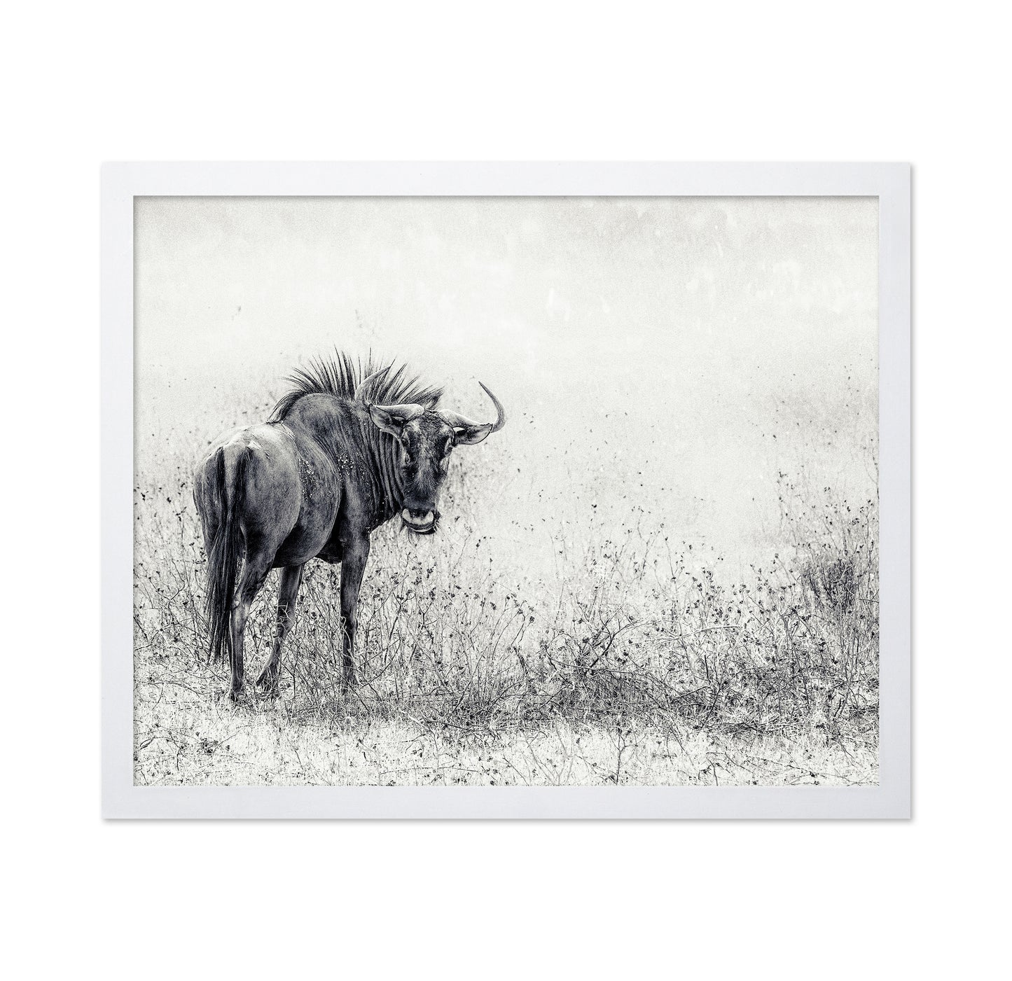 Wildebeest In Grass Field