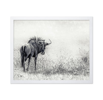 Wildebeest In Grass Field