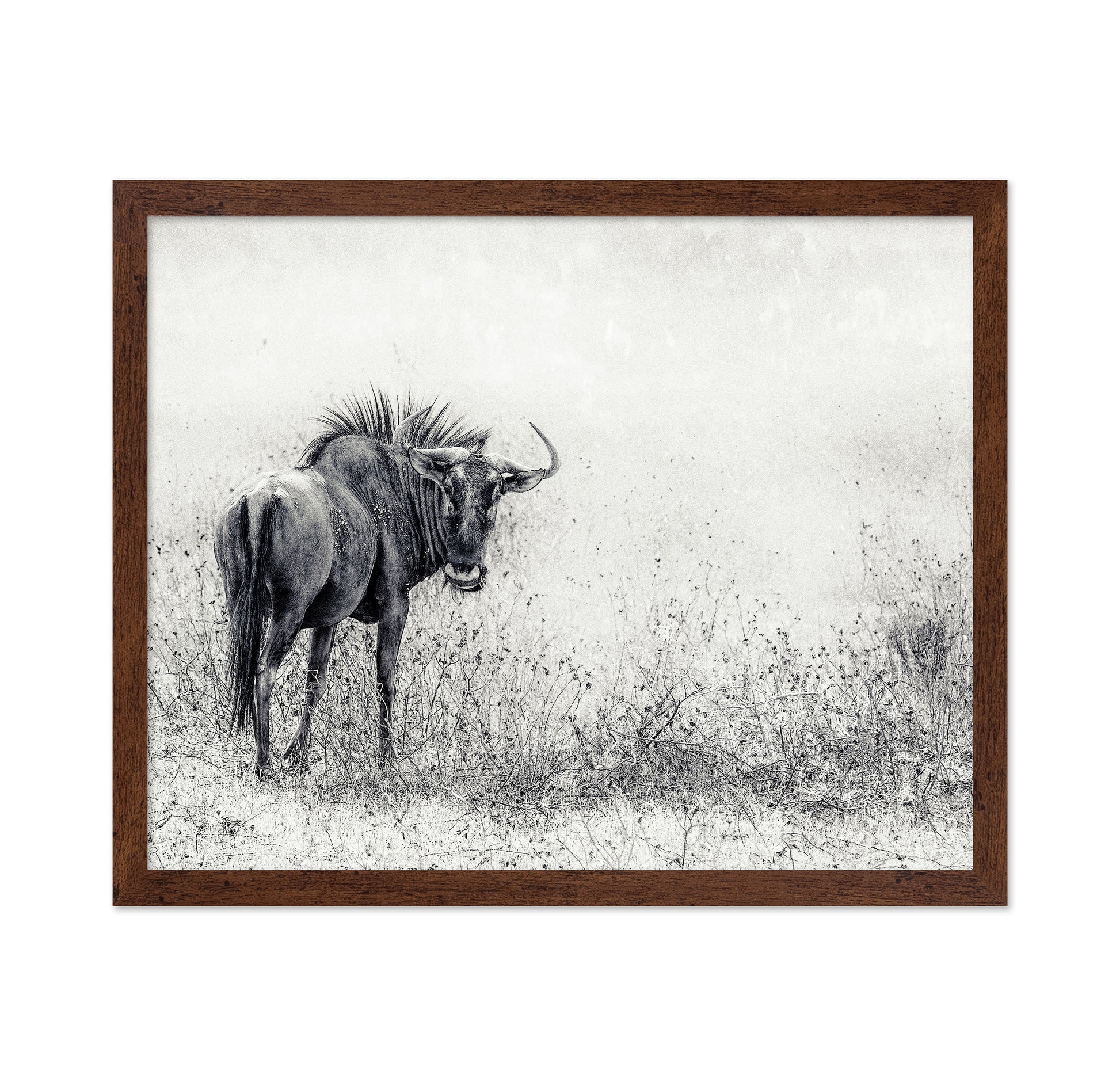 Wildebeest In Grass Field