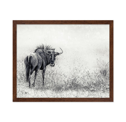 Wildebeest In Grass Field