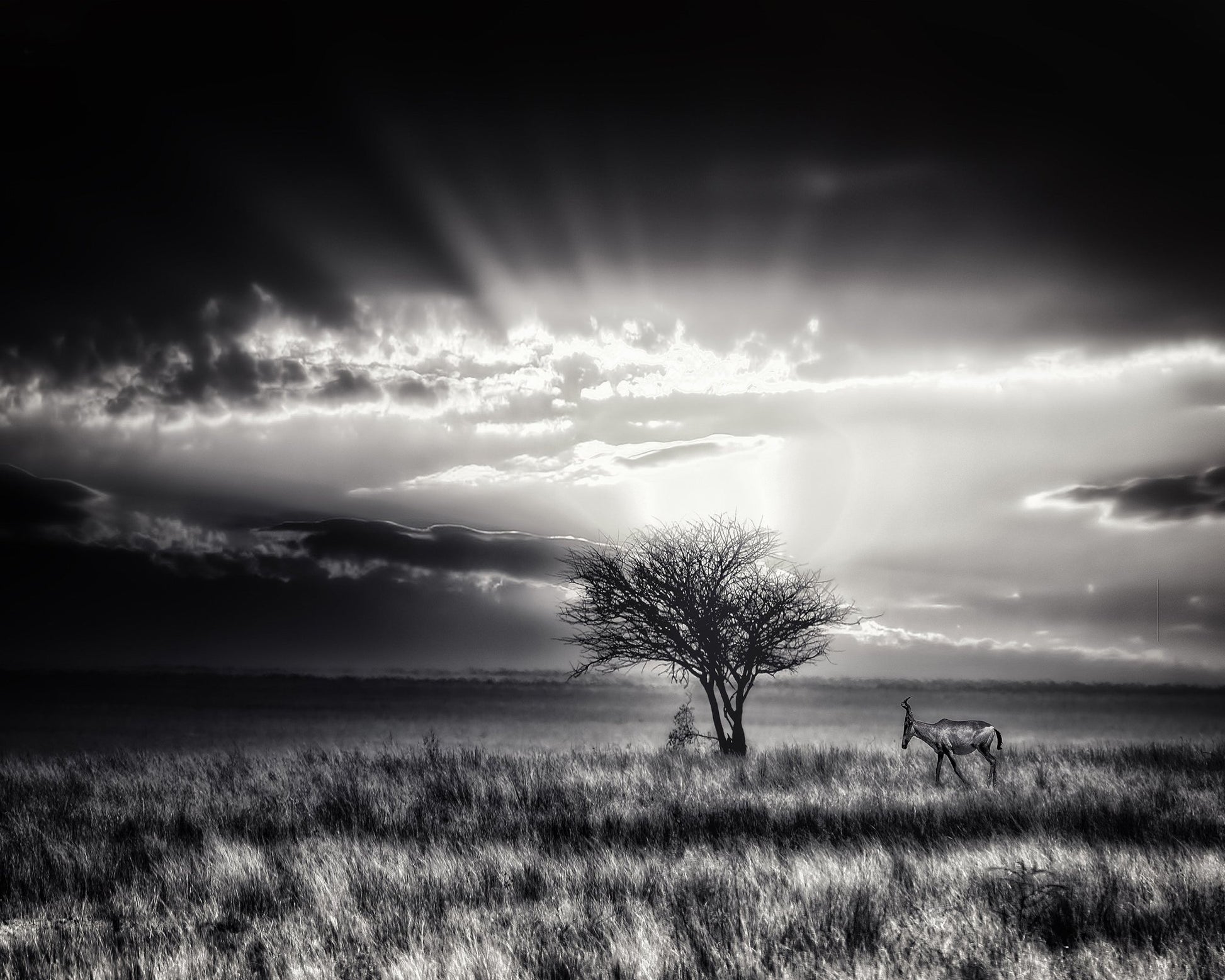 Hartebeest Sunrise Savannah