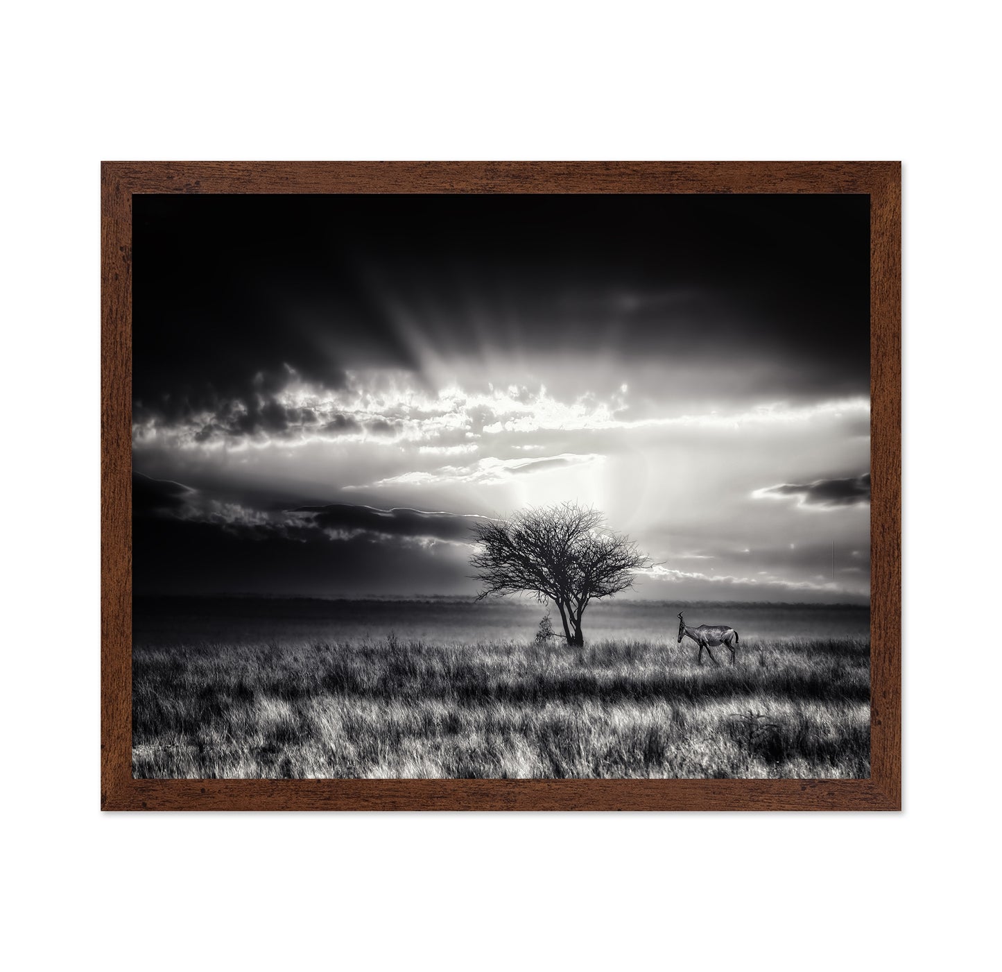 Hartebeest Sunrise Savannah