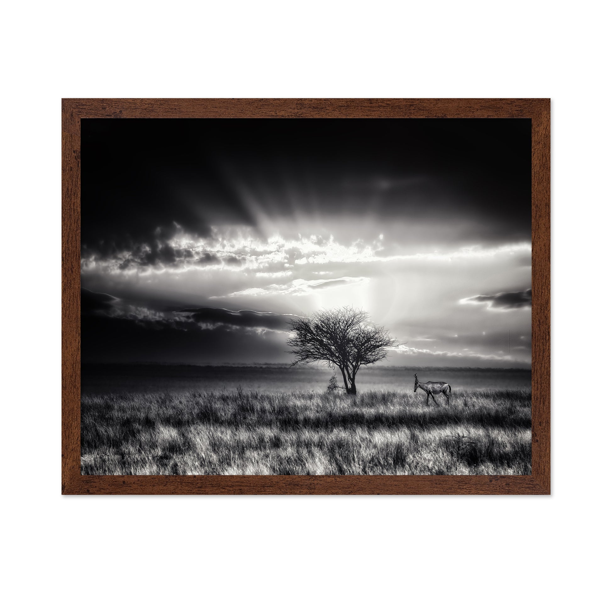 Hartebeest Sunrise Savannah