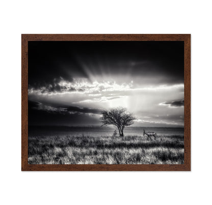 Hartebeest Sunrise Savannah