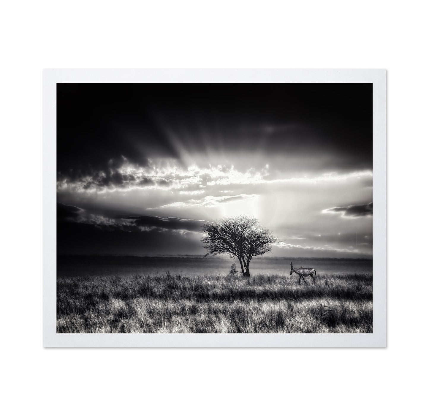 Hartebeest Sunrise Savannah