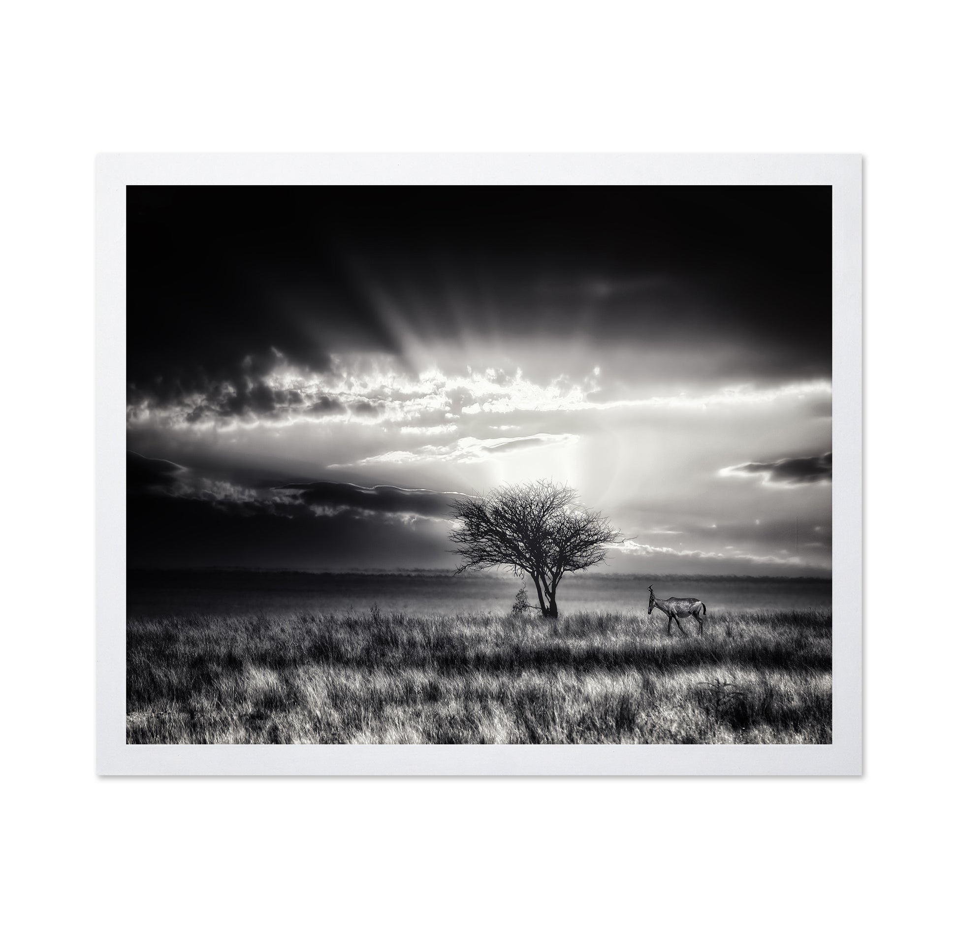 Hartebeest Sunrise Savannah