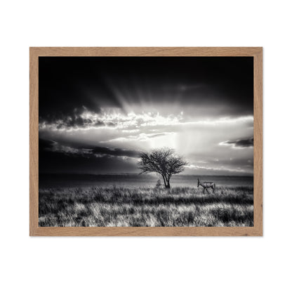 Hartebeest Sunrise Savannah