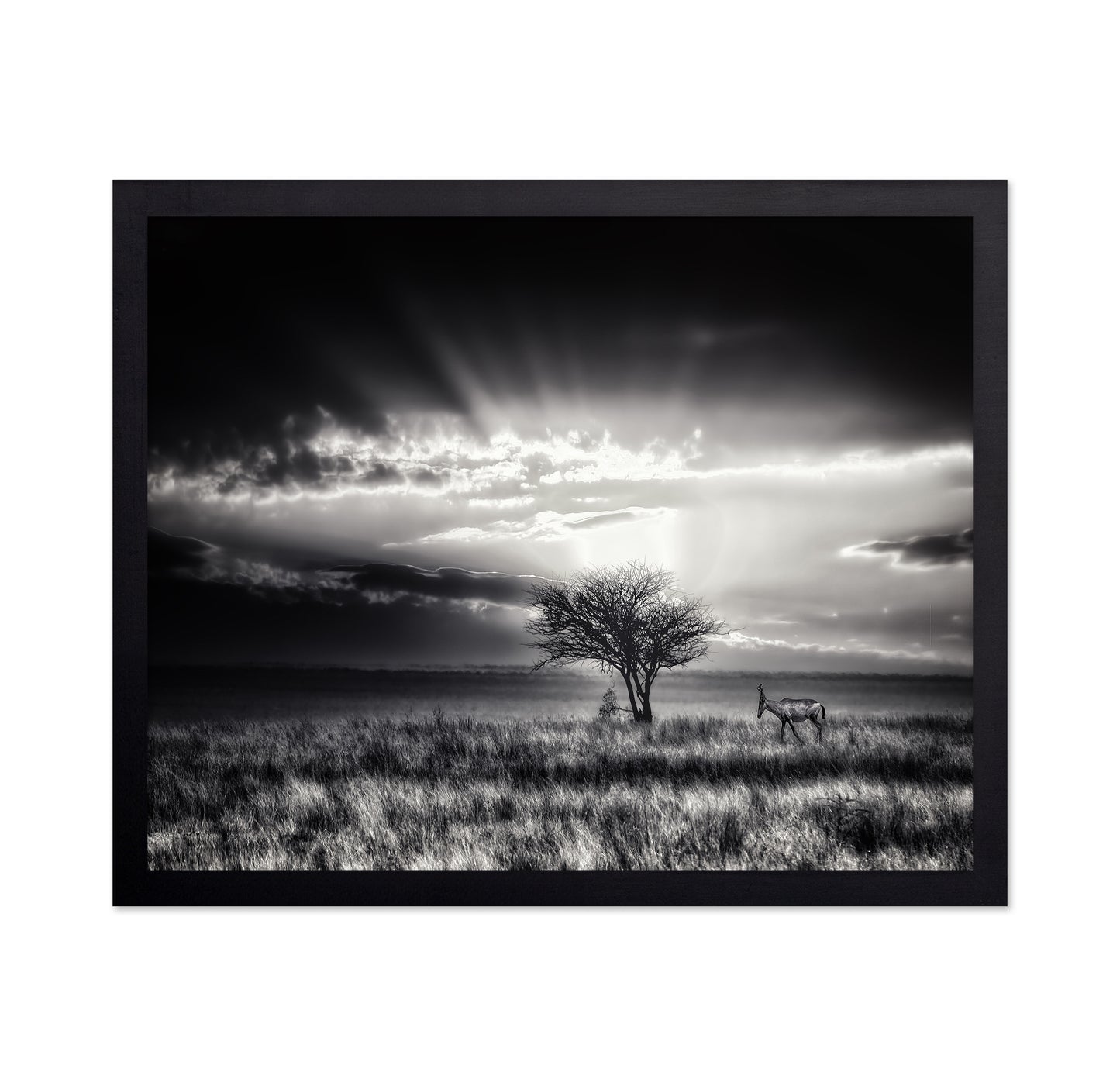Hartebeest Sunrise Savannah